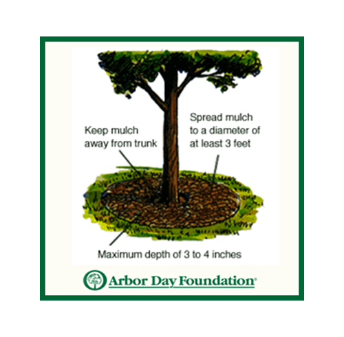 How to Properly Mulch & Tree Care by Arbor Day