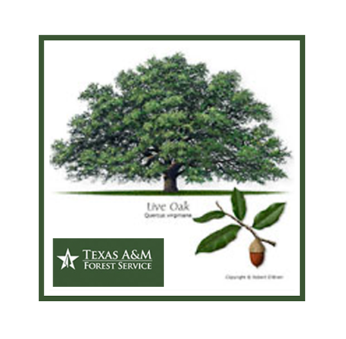 Live Oak & Other Tree Identification