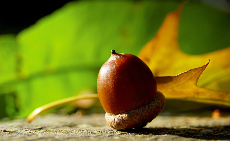 Secret Life of Trees Austin Tree Care