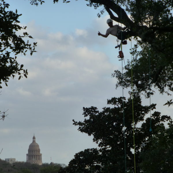 Vista Tree Pruning 4 Heritage Care Quality Central Texas Austin Tree Care