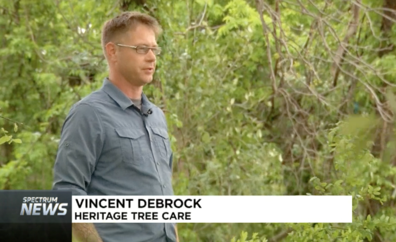 Vincent Debrock discusses affect of proposed legislation regarding heritage trees in Austin.