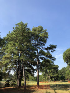 pine tree in bastrop texas