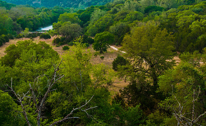 thick trees can be problem during wildfire