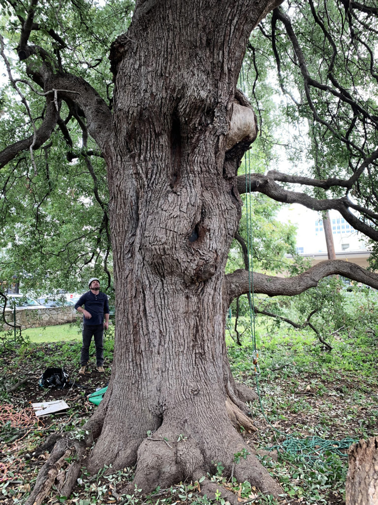 Nick Arthur of Heritage Tree Care looks at the Treaty Oak in Austin, Texas on November 8, 2019
