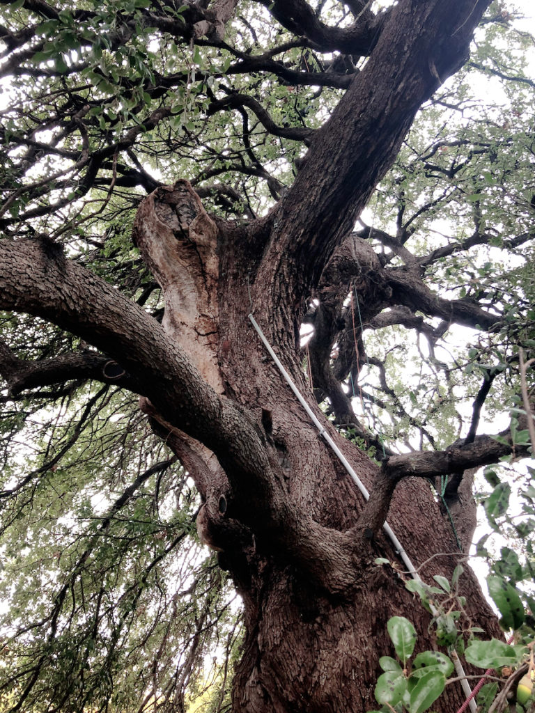 In spite of malicious vandalism in 1989, the Treaty Oak still stands.