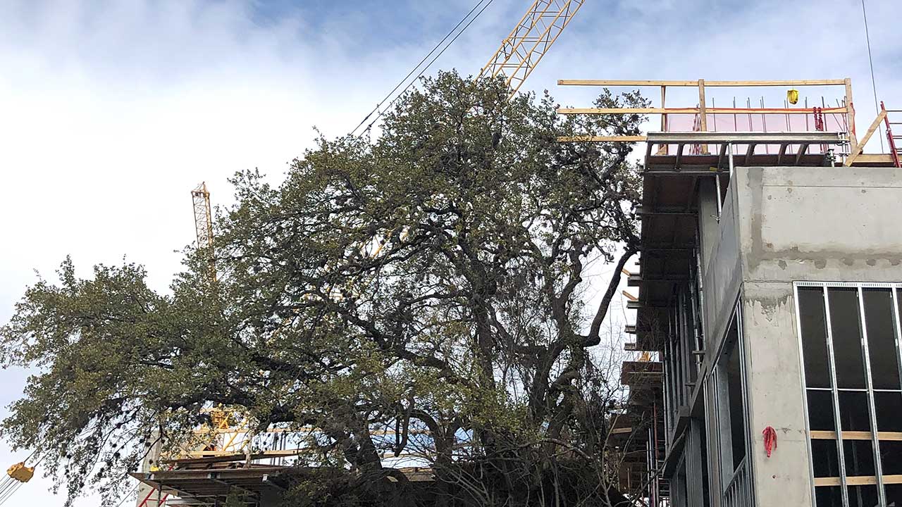tree expert consulting photo tree expert consulting photo